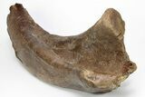 Hadrosaur (Edmontosaurus) Left Scapula Bone - South Dakota #211306-2